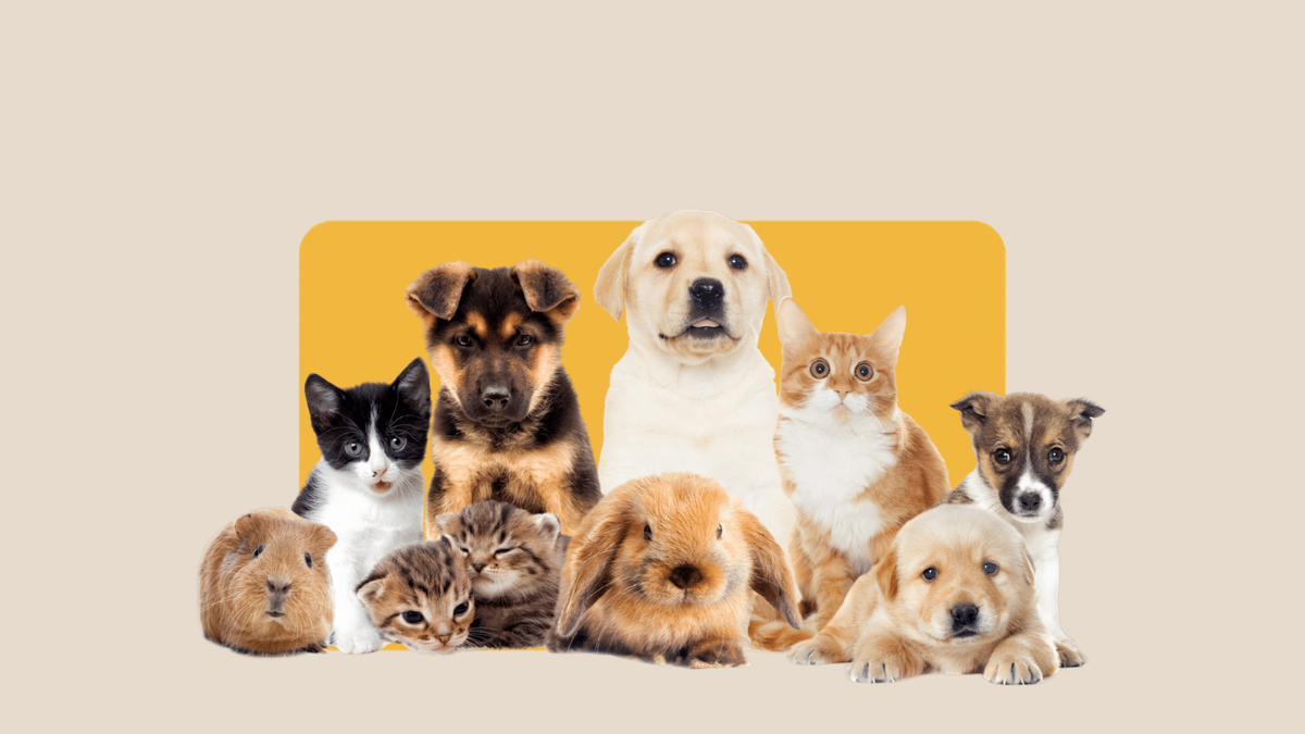 Pets